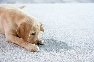 Can Coir Door Mats Get Wet Or Stained?