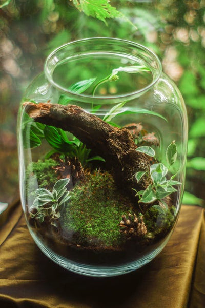 How to build a Terrarium